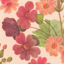 Red Primroses Flower Print Italian Paper ~ Tassotti